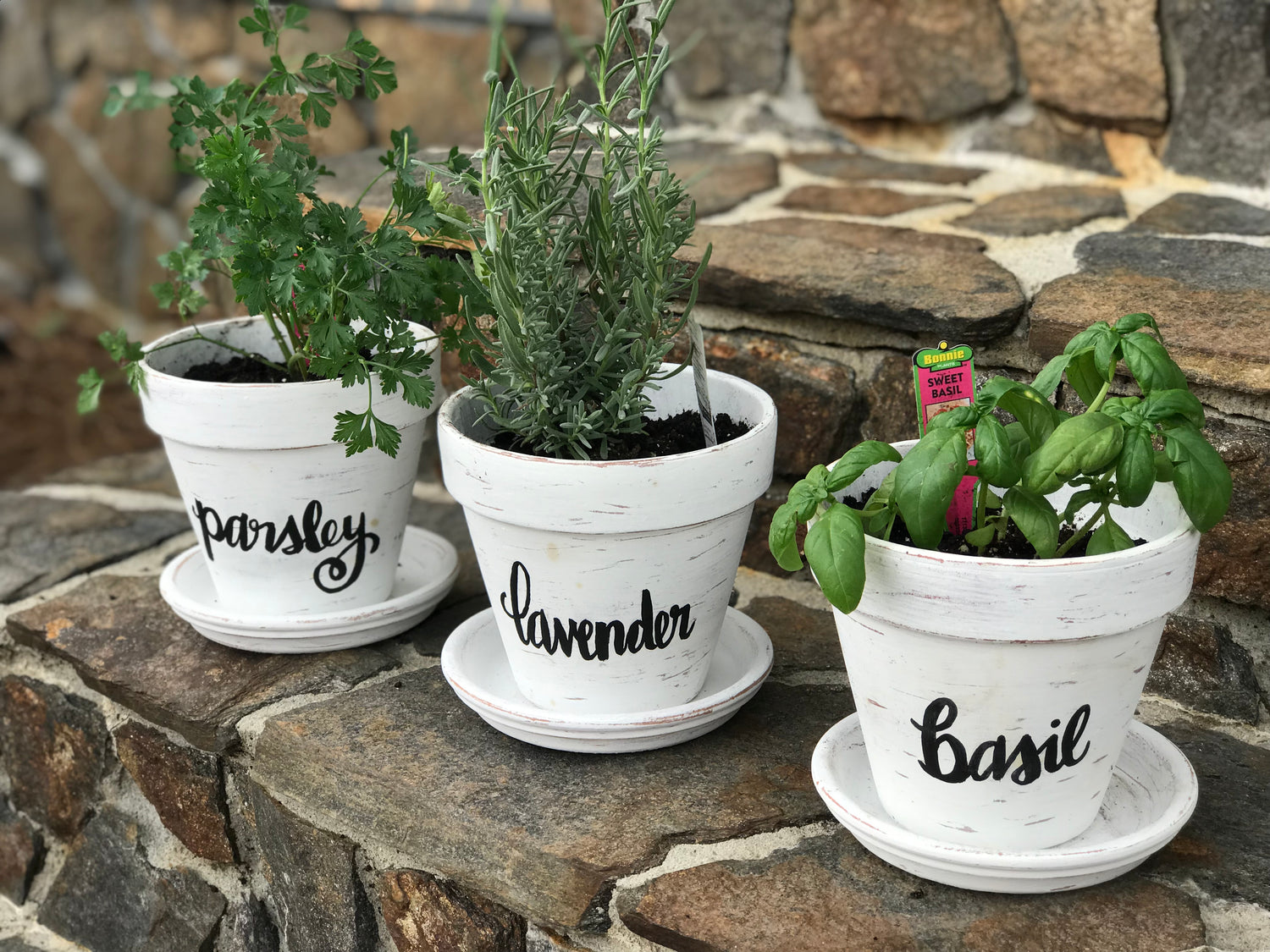 DIY Herb Garden Project